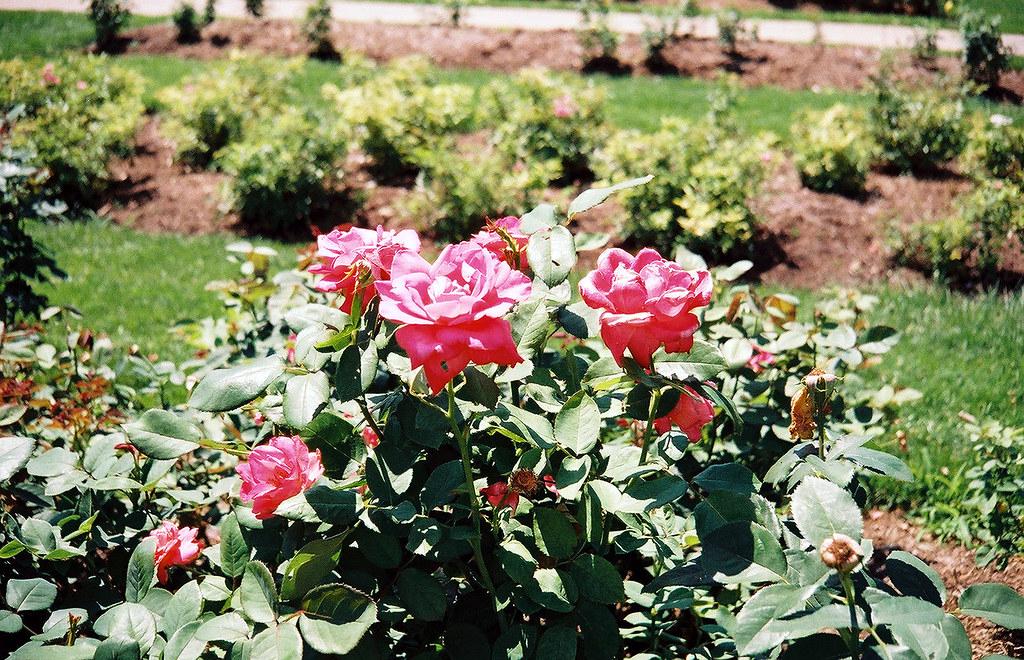 A collage of popular Minneapolis family photography locations including Lyndale Rose Garden, Minnehaha Falls, Mill Ruins Park, and Lake Harriet